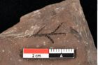 Foto (Detailansicht) von Widdringtonia ungeri Endl. (NHMW-GEO-2024-0188-0134)